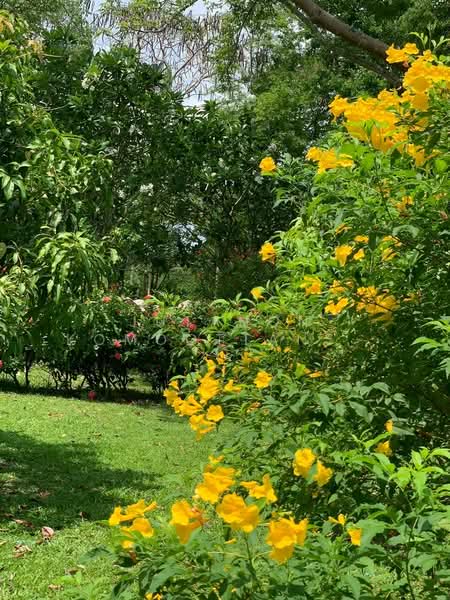 ขายที่ดินพร้อมสิ่งปลูกสร้าง บ้านไม้สักพร้อมสวน 20 ไร่ 2 งาน 59 ตร.ว. ทิศใต้ติดเนินเขา ชะอม แก่งคอย, สระบุรี, ชะอม, แก่งคอย, สระบุรี, 33,036 ตร.ม., ที่ดิน ขาย, โดย Jutanon Komoottanaruk, 500166080 - DDproperty.com