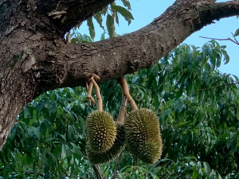 ขายที่ดินพร้อมสิ่งปลูกสร้าง บ้านไม้สักพร้อมสวน 20 ไร่ 2 งาน 59 ตร.ว. ทิศใต้ติดเนินเขา ชะอม แก่งคอย, Saraburi, Cha Om, Kaeng Khoi, Saraburi, , 33,036 sqm, Land For Sale, by Jutanon Komoottanaruk, 500166080 - DDproperty.com