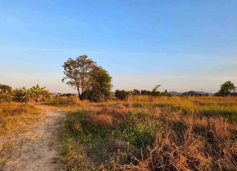 ที่ดิน 13 ไร่ 19.3 ตรว. ต.ป่าสัก อ.เมือง จ.ลำพูน, ใกล้ ซีพีแรม, นิคมฯสหพัฒน์ ลำพูน, ลำพูน, ทล.116, ป่าสัก, เมืองลำพูน, ลำพูน, 21,276 ตร.ม., ที่ดิน ขาย, โดย ฌัชษชี ฌัชปภาส์มณ, 500166835 - DDproperty.com