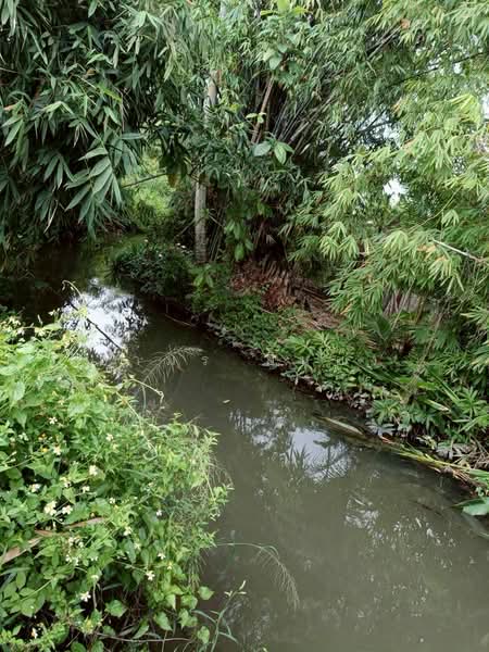 ขาย ที่ดิน โซนดอยหล่อ, เชียงใหม่, ดอยหล่อ, ดอยหล่อ, เชียงใหม่, 1,056 ตร.ม., ที่ดิน ขาย, โดย อามร ยืนยง, 500167066 - DDproperty.com