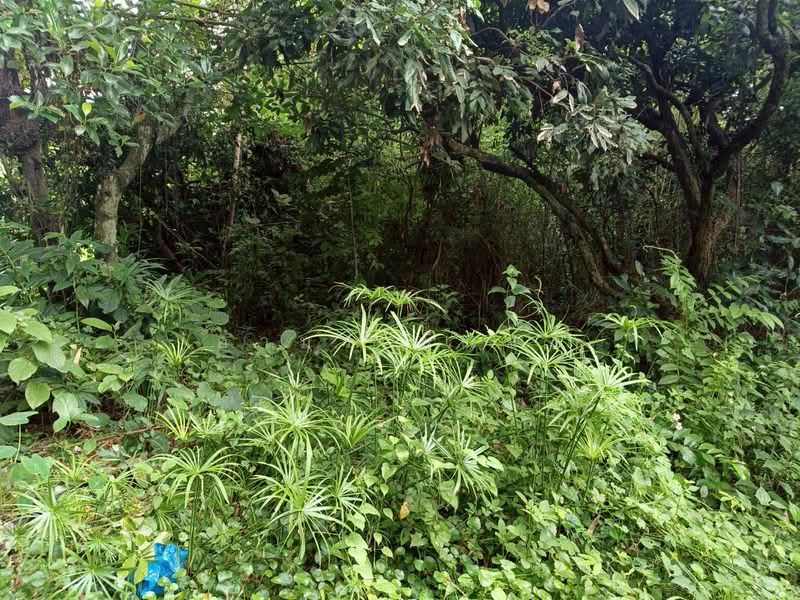 ขาย ที่ดิน โซนดอยหล่อ, เชียงใหม่, ดอยหล่อ, ดอยหล่อ, เชียงใหม่, 1,056 ตร.ม., ที่ดิน ขาย, โดย อามร ยืนยง, 500167066 - DDproperty.com