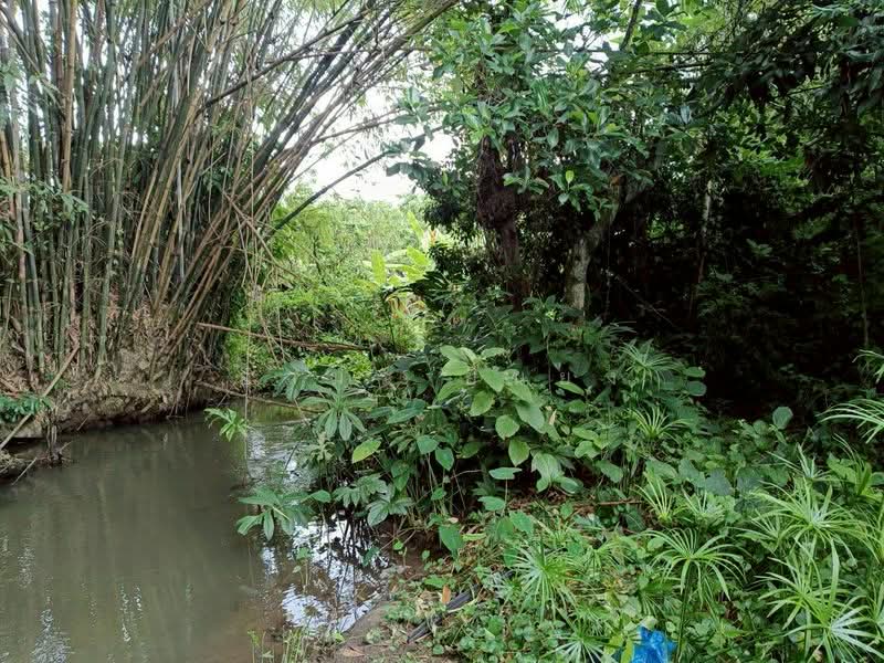 ขาย ที่ดิน โซนดอยหล่อ, Chiang Mai, Doi Lo, Doi Lo, Chiang Mai, , 1,056 sqm, Land For Sale, by Armon Yuenyong, 500167066 - DDproperty.com