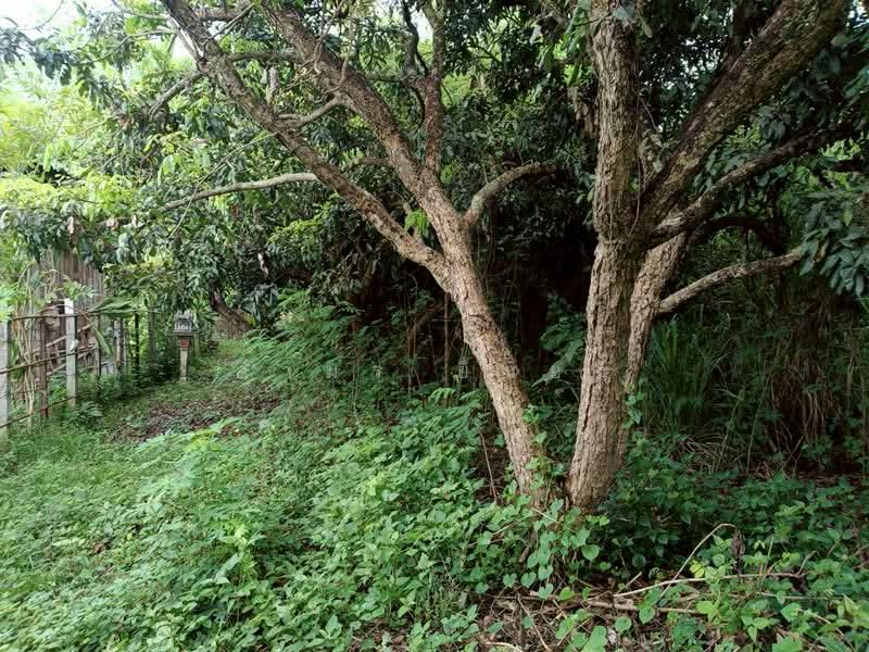 ขาย ที่ดิน โซนดอยหล่อ, Chiang Mai, Doi Lo, Doi Lo, Chiang Mai, , 1,056 sqm, Land For Sale, by Armon Yuenyong, 500167066 - DDproperty.com