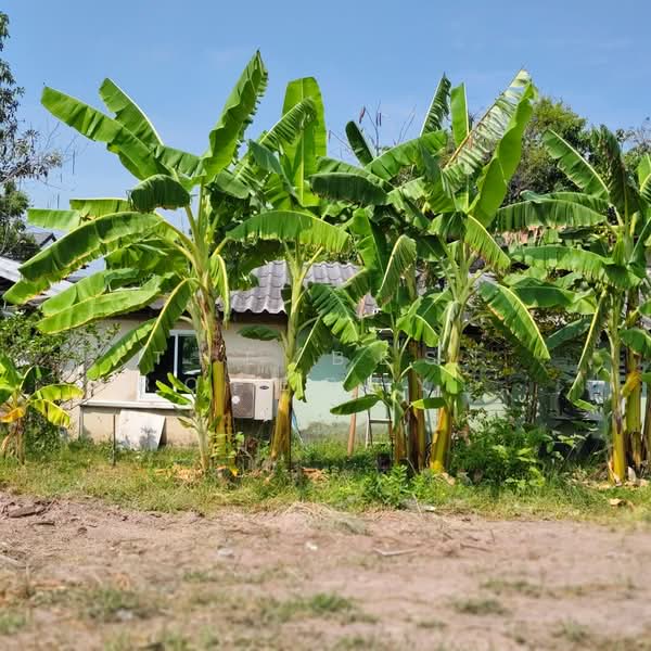 ที่ดินหนองปลาไหล สระบุรี, Saraburi, Nong Pla Lai, Muang Saraburi, Saraburi, , 4,400 sqm, Land For Sale, by The Best Property ศิลป์, 500167253 - DDproperty.com