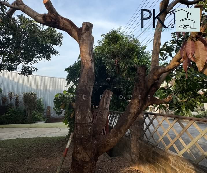 ให้เช่า - 8R0850 This house for rent 3 bedroom 2 bathroom 40,000/month at chalong, ภูเก็ต