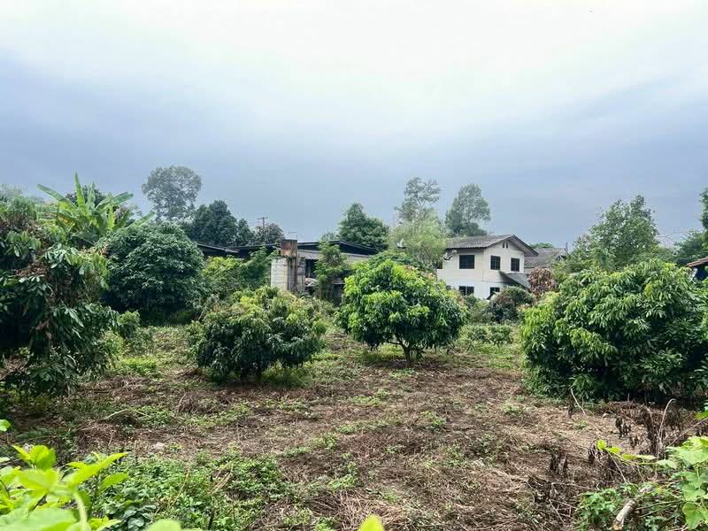 ขาย ที่ดิน โซนสารภี, Chiang Mai, Nong Phung, Saraphi, Chiang Mai, , 1,180 sqm, Land For Sale, by Armon Yuenyong, 500167644 - DDproperty.com