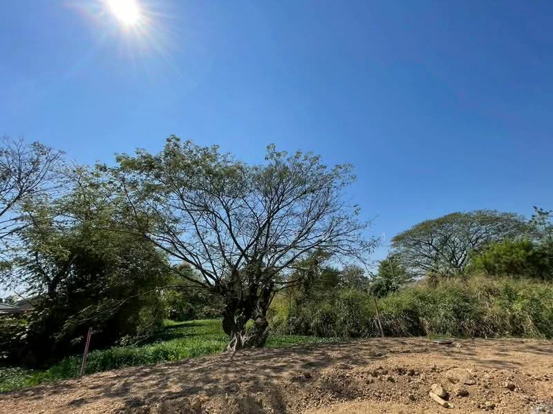 ขาย - ขาย ที่ดิน โซนสันทราย, เชียงใหม่