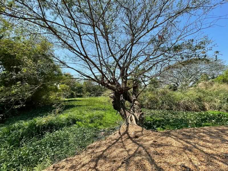 ขาย ที่ดิน โซนสันทราย, Chiang Mai, San Na Moeng, San Sai, Chiang Mai, , 1,744 sqm, Land For Sale, by Armon Yuenyong, 500167712 - DDproperty.com