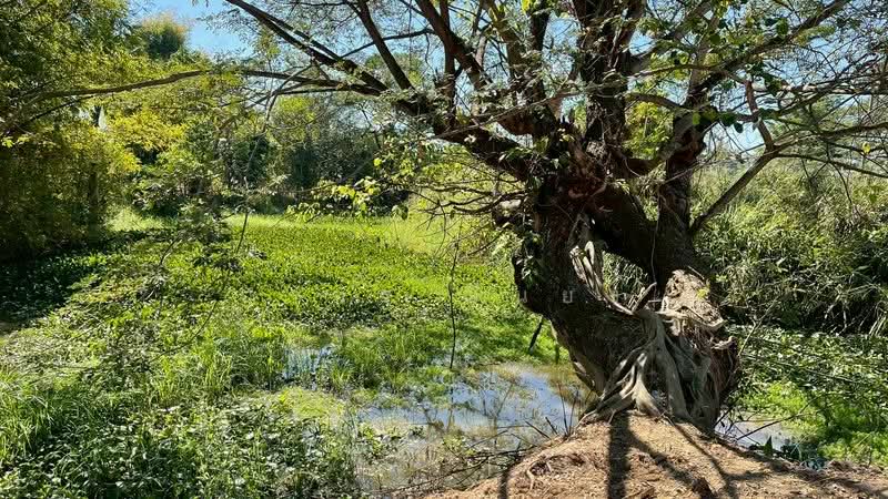 ขาย ที่ดิน โซนสันทราย, Chiang Mai, San Na Moeng, San Sai, Chiang Mai, , 1,744 sqm, Land For Sale, by Armon Yuenyong, 500167712 - DDproperty.com