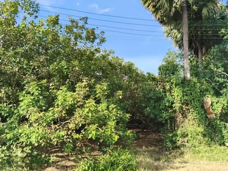 For Sale - ที่ดินชะอวด นครศรีธรรมราช, Nakhon Si Thammarat