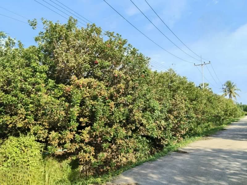 For Sale - ที่ดินชะอวด นครศรีธรรมราช, Nakhon Si Thammarat