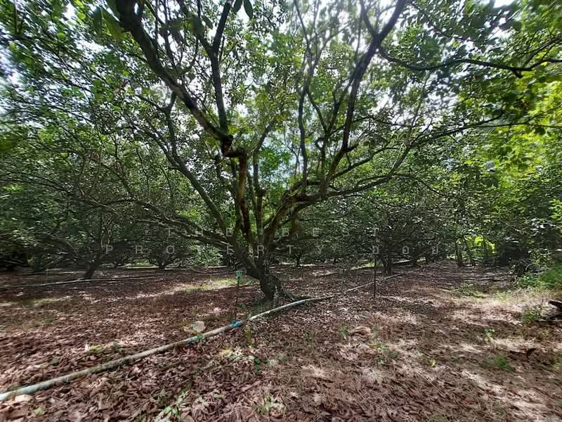 For Sale - ที่ดินชะอวด นครศรีธรรมราช, Nakhon Si Thammarat