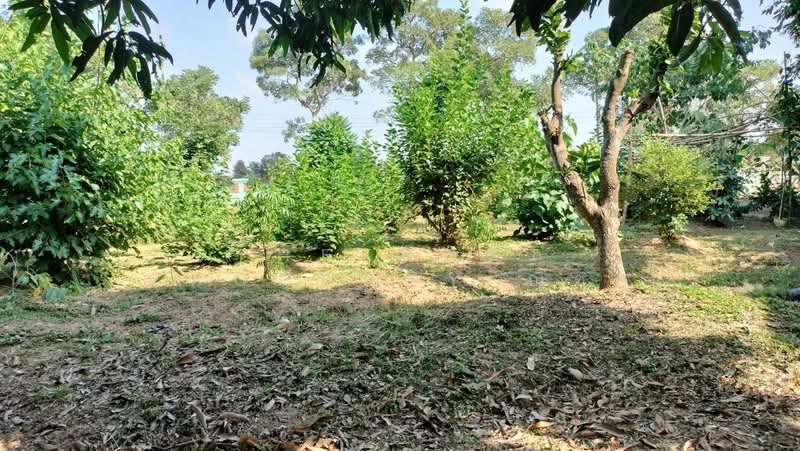 บ้านเดี่ยวพร้อมที่ดินบ้านกร่าง พิษณุโลก, พิษณุโลก, บ้านกร่าง, เมืองพิษณุโลก, พิษณุโลก, 150 ตร.ม., บ้านเดี่ยว ขาย, โดย The Best Property ณิชา, 500167978 - DDproperty.com