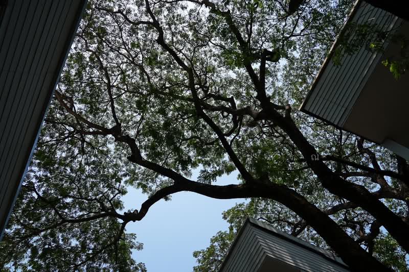 Sukhumvit 38, Bangkok, Phra Kanong, Khlong Toei, Bangkok, 4 Bedrooms, 300 sqm, Villa For Rent, by Praab Thiranusorn, 500168167 - DDproperty.com