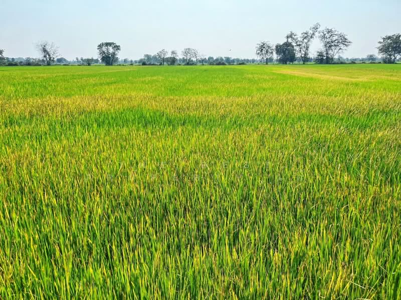 ที่ดินสรรคบุรี ชัยนาท, ชัยนาท, สรรพยา, สรรพยา, ชัยนาท, 9,600 ตร.ม., ที่ดิน ขาย, โดย The Best Property แอ้, 500168725 - DDproperty.com