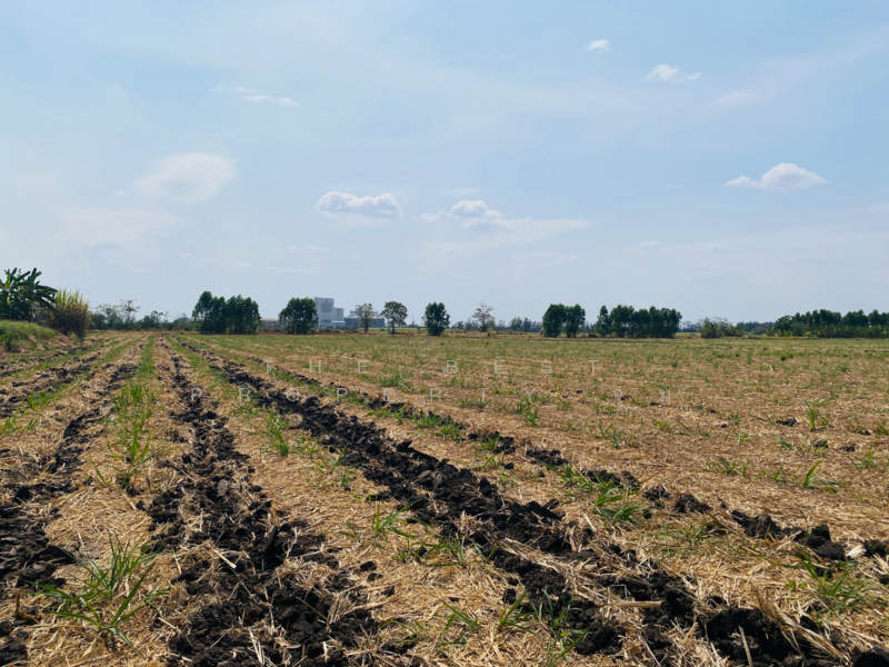 For Sale - ที่ดินหนองบุญมาก นครราชสีมา, Nakhon Ratchasima