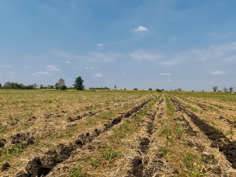 ขาย - ที่ดินหนองบุญมาก นครราชสีมา, นครราชสีมา