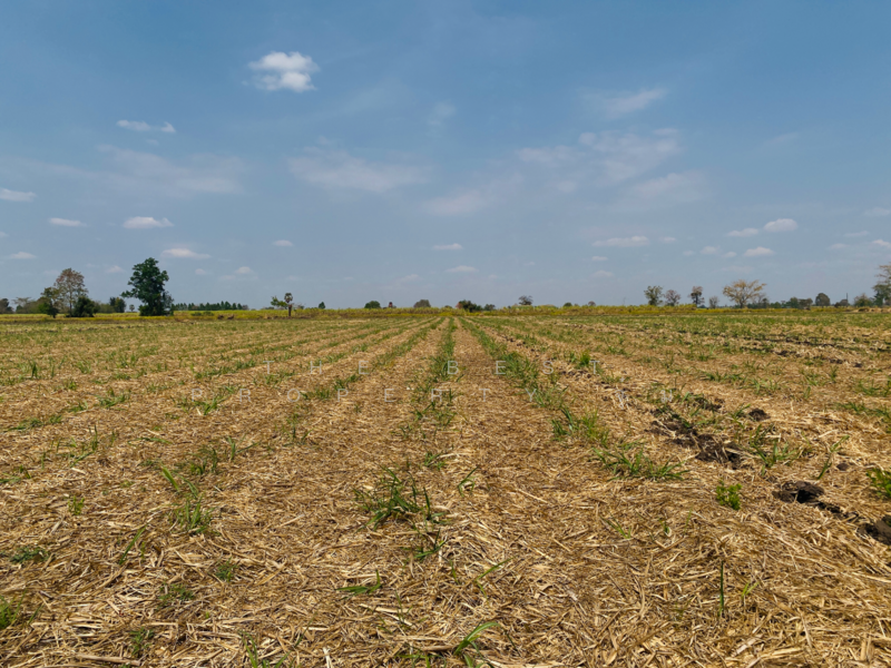 For Sale - ที่ดินหนองบุญมาก นครราชสีมา, Nakhon Ratchasima