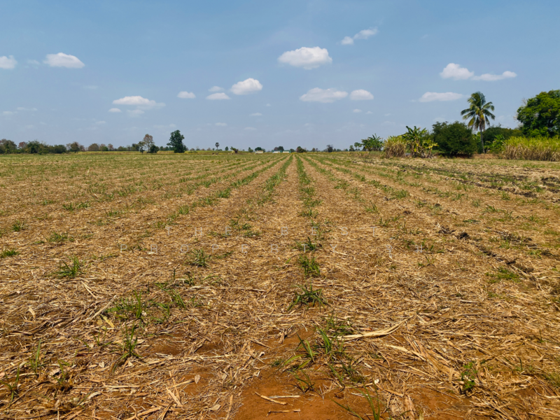 ขาย - ที่ดินหนองบุญมาก นครราชสีมา, นครราชสีมา