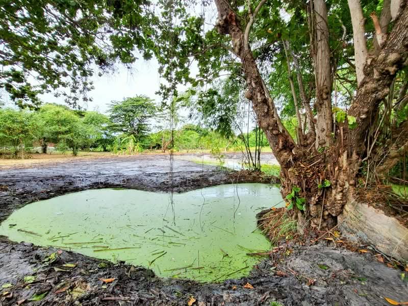 ที่ดินบ้านฉาง ระยอง, Rayong, Ban Zhang, Ban Chang, Rayong, , 1,804 sqm, Land For Sale, by The Best Property ตอง, 500168912 - DDproperty.com