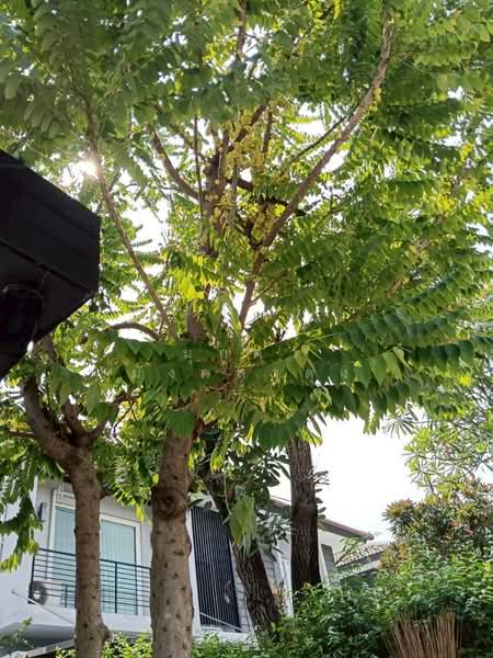 The Centro Watcharapol, Bangkok, Sukhaphiban 5 Road, O-Ngoen, Sai Mai, Bangkok, 5 Bedrooms, 230 sqm, Single Detached House For Rent, by มุกดา มังคลาดุง, 500170650 - DDproperty.com