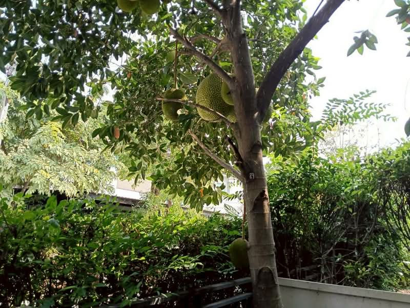 The Centro Watcharapol, Bangkok, Sukhaphiban 5 Road, O-Ngoen, Sai Mai, Bangkok, 5 Bedrooms, 230 sqm, Single Detached House For Rent, by มุกดา มังคลาดุง, 500170650 - DDproperty.com