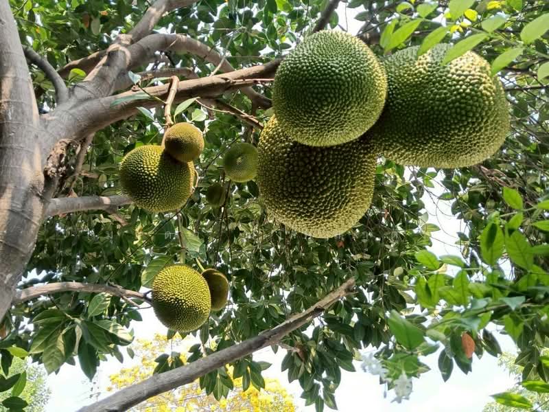 ให้เช่า - The Centro Watcharapol : เดอะ เซนโทร วัชรพล, กรุงเทพ