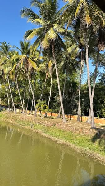 ขาย - ขายบ้านพูลวิลล่า 2 ไร่ บ้านสวนพร้อมสระว่ายน้ำ บรรยากาศดี เงียบสงบ ทำเลดีใกล้แหล่งท่องเที่ยว, ขอนแก่น