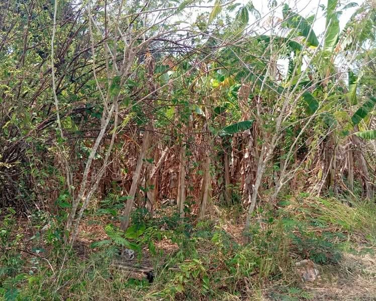 ขาย - ที่ดินแหลมสิงห์ จันทบุรี, จันทบุรี