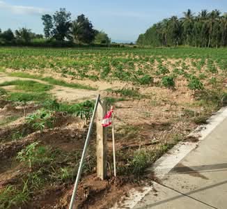 ขาย - ขายที่ดินบึง หนองแขวะติดถนนคอนกรีต 1 ไร่ 3 งาน ใกล้ถนนเส้น3009-850เมตร อ.ศรีราชา, ชลบุรี