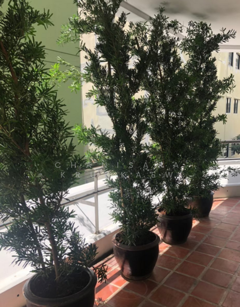 Ma Peng Seng Apartment : มาเปงเส็ง อพาร์ทเม้นท์, กรุงเทพ, ซอยสุขุมวิท 31, คลองเตยเหนือ, วัฒนา, กรุงเทพ, 311 ตร.ม., อพาร์ทเมนท์ ให้เช่า, โดย Chanisara Kruakaew, 500172956 - DDproperty.com