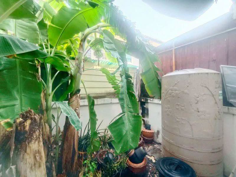 ขายเพราะย้ายไปอยู่ ตจว สภาพบ้านดีโปร่ง ถนนกว้าง ขายทาวน์เฮ้าส์ บ้านสวนพฤกษา ซอย 12, ชลบุรี, หนองรี, เมืองชลบุรี, ชลบุรี, 129 ตร.ม., ทาวน์เฮ้าส์ ขาย, โดย นภา, 500173708 - DDproperty.com