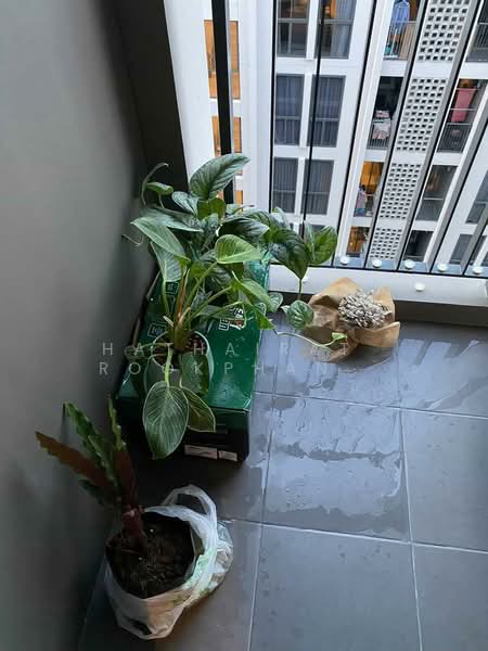 Chambers On-Nut Station : แชมเบอร์ส อ่อนนุช สเตชั่น, กรุงเทพ, ซอยสุขุมวิท 81 ถนนสุขุมวิท, พระโขนงเหนือ, วัฒนา, กรุงเทพ, 27 ตร.ม., คอนโด ขาย, โดย Hathairat Rookphan , 500174340 - DDproperty.com