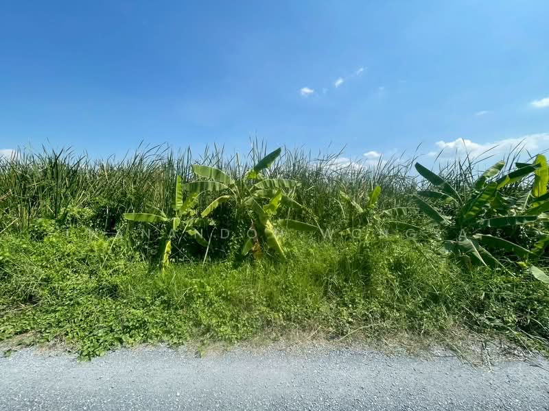 ที่ดินว่างเปล่า ถนน สังฆสันติสุข กระทุ่มราย หนองจอก จังหวัด กรุงเทพมหานคร, กรุงเทพ, สังฆสันติสุข, กระทุ่มราย, หนองจอก, กรุงเทพ, 4,208 ตร.ม., ที่ดิน ขาย, โดย Thanandon Wongsa, 500174669 - DDproperty.com