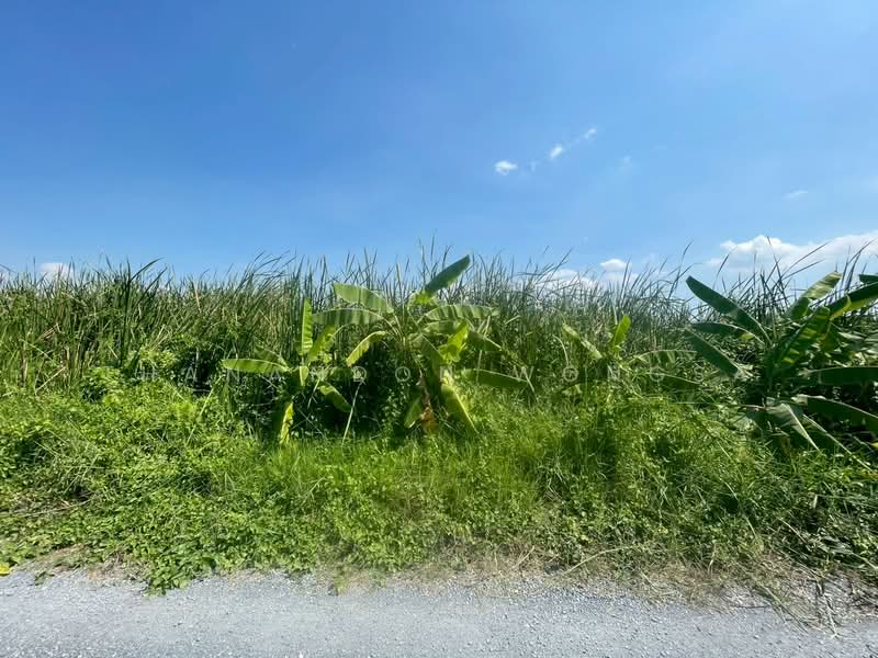 ที่ดินว่างเปล่า ถนน สังฆสันติสุข กระทุ่มราย หนองจอก จังหวัด กรุงเทพมหานคร, กรุงเทพ, สังฆสันติสุข, กระทุ่มราย, หนองจอก, กรุงเทพ, 4,208 ตร.ม., ที่ดิน ขาย, โดย Thanandon Wongsa, 500174669 - DDproperty.com