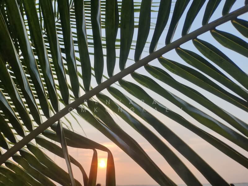 Land for sale Pattaya, Chon Buri (Pattaya), โพธิสาร, Na Kloe, Bang Lamung (Pattaya), Chon Buri (Pattaya), , 4,772 sqm, Land For Sale, by Benyapa Lomkongkaew, 500175227 - DDproperty.com