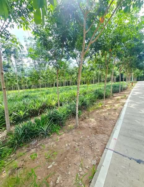 Land for sale in Mae Nam Khu, 31 rai, adjacent to a concrete road, next to WHA 4 Industrial Estate, Rayong, Mae Nam Khu, Pluak Daeng, Rayong, , 49,648 sqm, Land For Sale, by richwellinter, 500176014 - DDproperty.com