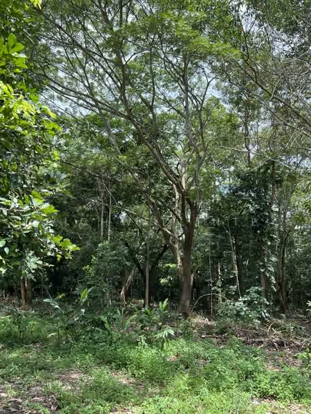 ขายที่ดินพร้อมบ้านและสวนบ้านเขาชะเมา 72 ไร่ ติดถนนเส้นอบจ.ระยอง, ระยอง, น้ำเป็น, เขาชะเมา, ระยอง, 115,280 ตร.ม., ที่ดิน ขาย, โดย richwellinter, 500176020 - DDproperty.com