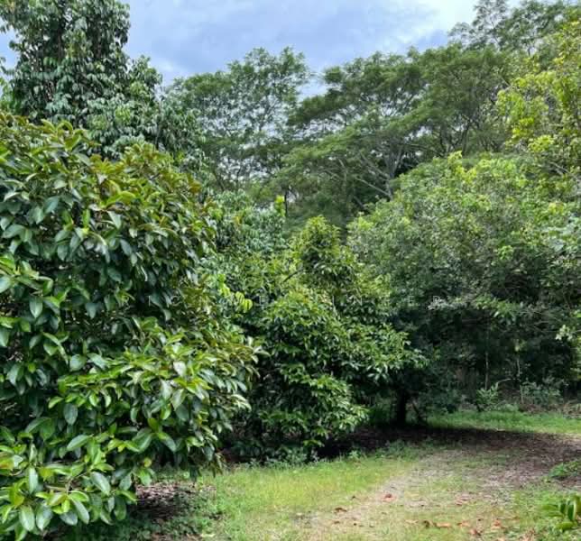 ขายที่ดินพร้อมบ้านและสวนบ้านเขาชะเมา 72 ไร่ ติดถนนเส้นอบจ.ระยอง, ระยอง, น้ำเป็น, เขาชะเมา, ระยอง, 115,280 ตร.ม., ที่ดิน ขาย, โดย richwellinter, 500176020 - DDproperty.com