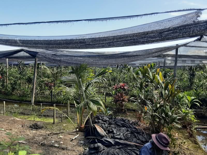 ที่ดินบางแค กรุงเทพมหานคร, Bangkok, Lak Song, Bang Khae, Bangkok, , 8,420 sqm, Land For Sale, by The Best Property  เสือ, 500176688 - DDproperty.com