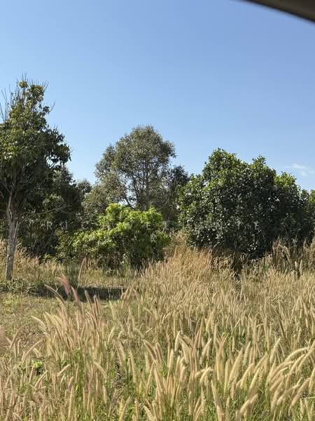ขายที่ดินบ้านพระพร้อมสวนผลไม้เนื้อที่ 2 ไร่ ใกล้ถนนสุวรรณศรเส้นตัดใหม่33-2.5กม. อ.เมืองปราจีนบุรี, ปราจีนบุรี, บ้านพระ, เมืองปราจีนบุรี, ปราจีนบุรี, 3,844 ตร.ม., ที่ดิน ขาย, โดย richwellinter, 500177077 - DDproperty.com