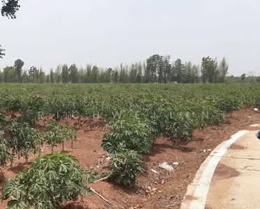 ขาย - ขายที่ดินกรอกสมบูรณ์ 19 ไร่ ใกล้ถนนสี่เลนสระแก้ว-เขาหินซ้อน359-250เมตร อ.ศรีมหาโพธิ, ปราจีนบุรี