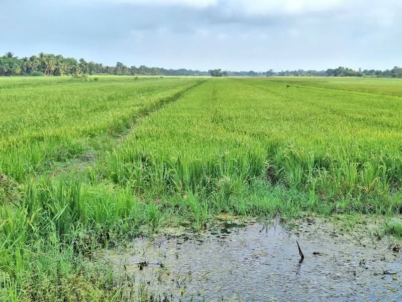 ที่ดินลำลูกกา ปทุมธานี, ปทุมธานี, ลำลูกกา, ลำลูกกา, ปทุมธานี, 13,628 ตร.ม., ที่ดิน ขาย, โดย The Best Property หาญ, 500177105 - DDproperty.com