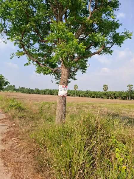 ที่ดินเปล่า ซอยร่วมใจ 2 ถนนเกาะจันทร์ ตำบลท่าบุญมี อำเภอเกาะจันทร์ จังหวัดชลบุรี, ชลบุรี, หมายเลข3341, พนัสนิคม, พนัสนิคม, ชลบุรี, 44,120 ตร.ม., ที่ดิน ขาย, โดย ภัทรนัน อิศรางกูร ณ อยุธยา, 500177124 - DDproperty.com