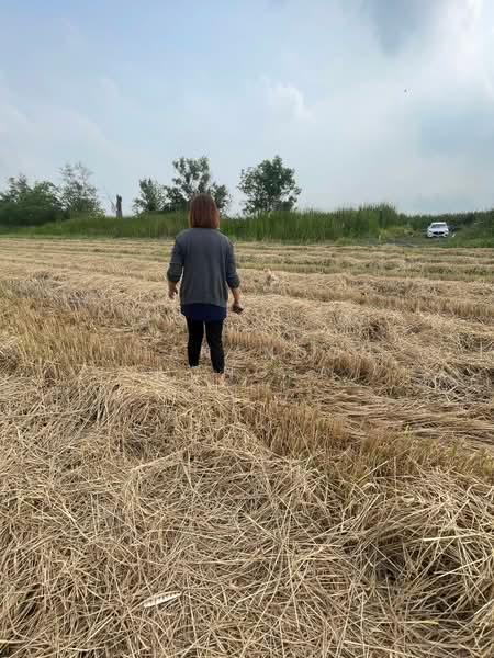 ขาย - ศีรษะกระบือ, นครนายก