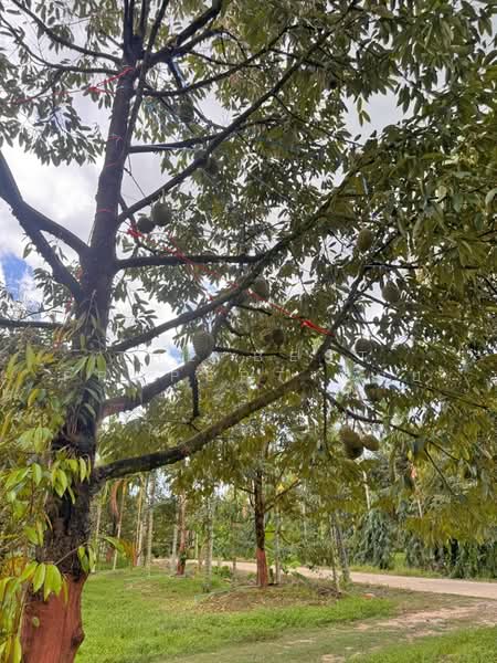 ขาย - ที่ดินเขาคิชฌกูฏ จันทบุรี, จันทบุรี