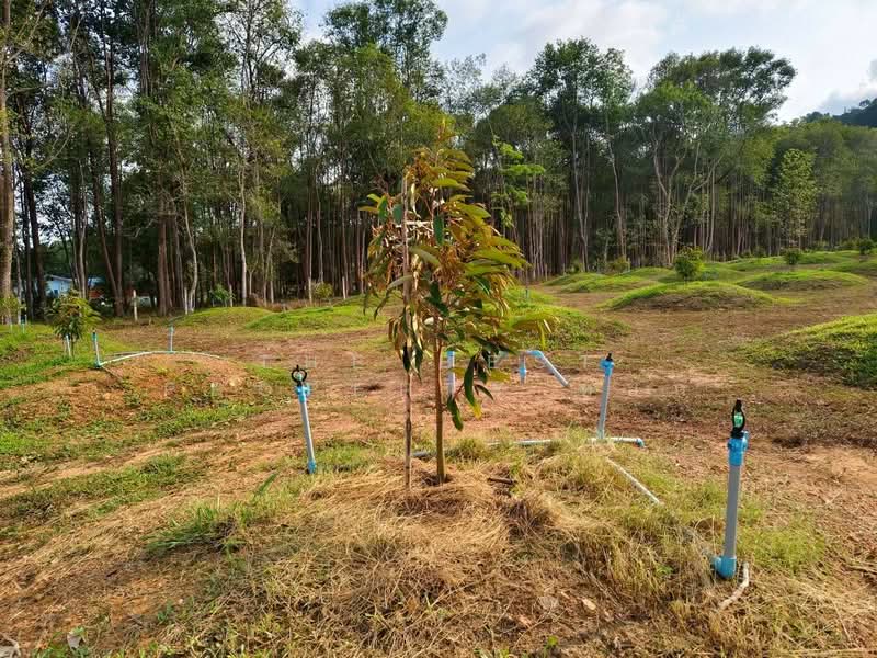 ที่ดินนายายอาม จันทบุรี, Chanthaburi, Sanam-chai, Na Yai Am, Chanthaburi, , 6,776 sqm, Land For Sale, by The Best Property หยก, 500177316 - DDproperty.com