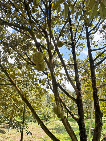 ที่ดินมะขาม จันทบุรี, Chanthaburi, Wang Saem, Makham, Chanthaburi, , 10,500 sqm, Land For Sale, by The Best Property นุ้ย, 500177385 - DDproperty.com