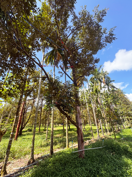 ที่ดินมะขาม จันทบุรี, Chanthaburi, Wang Saem, Makham, Chanthaburi, , 10,500 sqm, Land For Sale, by The Best Property นุ้ย, 500177385 - DDproperty.com