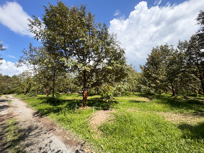 ที่ดินมะขาม จันทบุรี, Chanthaburi, Wang Saem, Makham, Chanthaburi, , 10,500 sqm, Land For Sale, by The Best Property นุ้ย, 500177385 - DDproperty.com